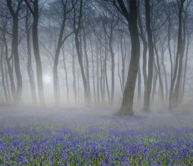 Bluebell Wood at Dawn