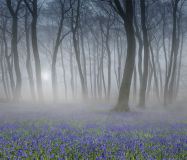 Bluebell Wood. Commended, Your View 2021
