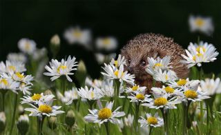Hiding in the Daisies