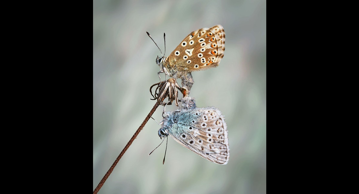 Common-Blues-Mating (Copy)
