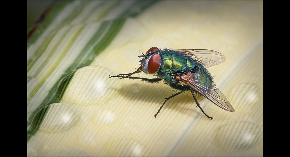 Fly-Drinking-from-Raindrop (Copy)