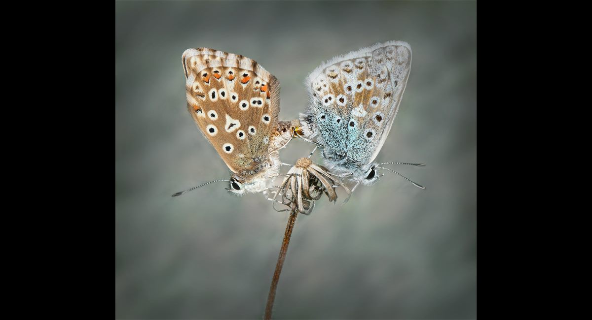 Mating Common Blues (Copy)