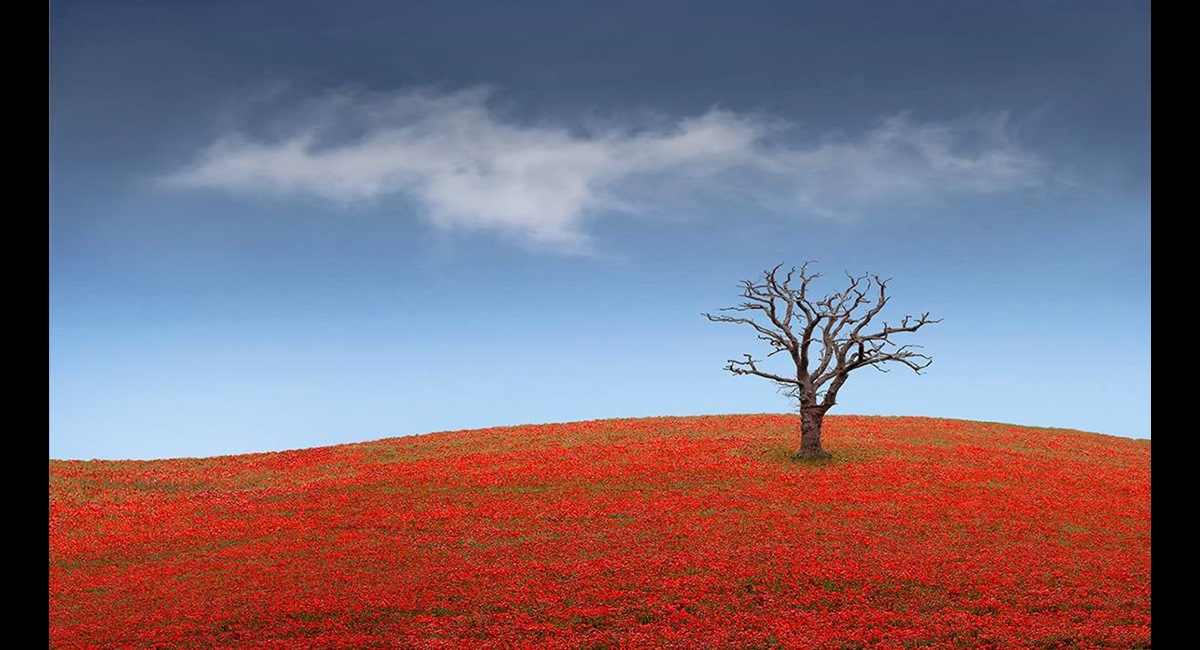 Peter-North_Dead-Tree-Poppies-1 (Copy)