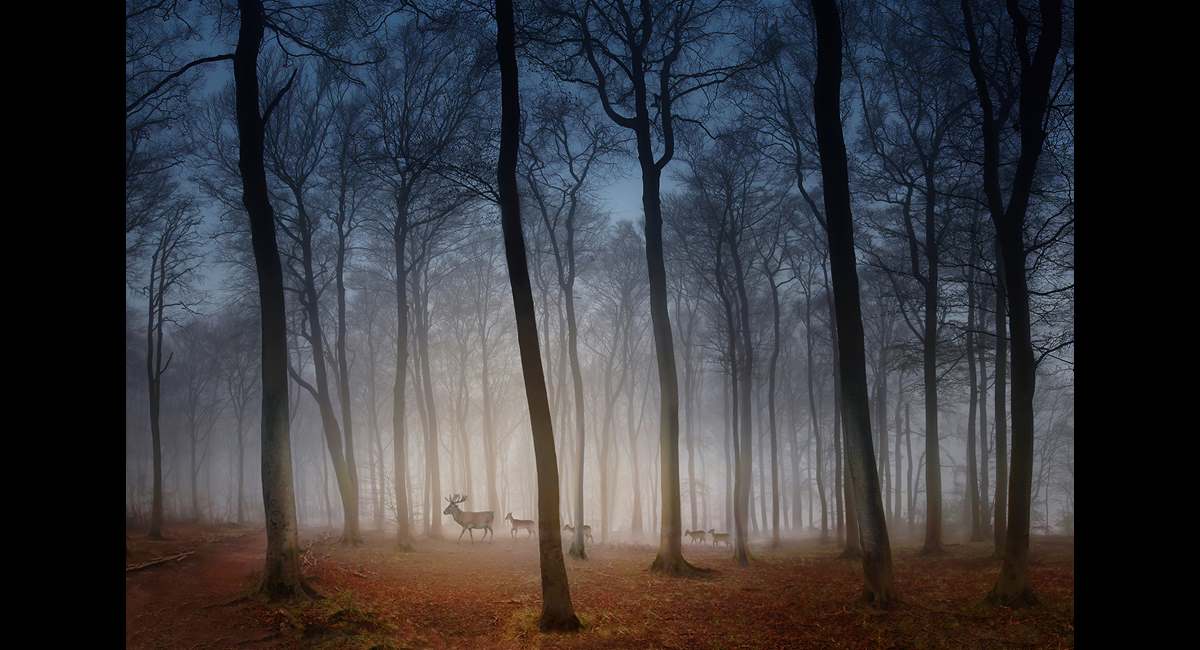 Peter-North_Deer-in-Dawn-Mist (Copy)