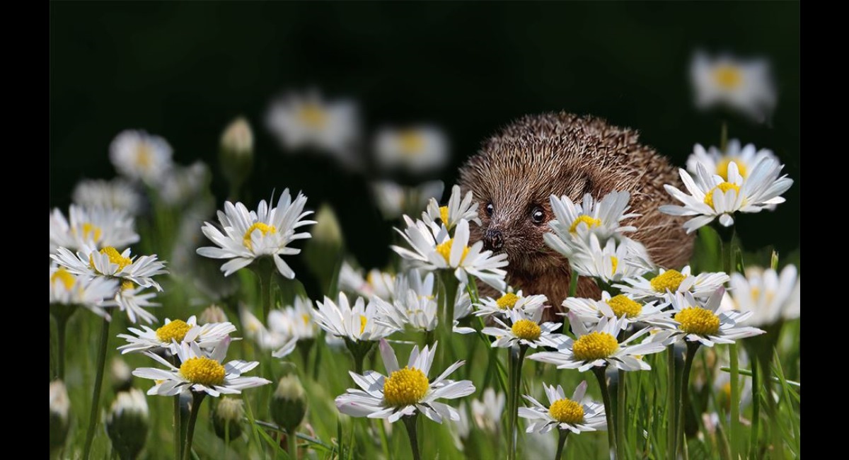 Peter-North_Hiding-in-the-Daisies (Copy)