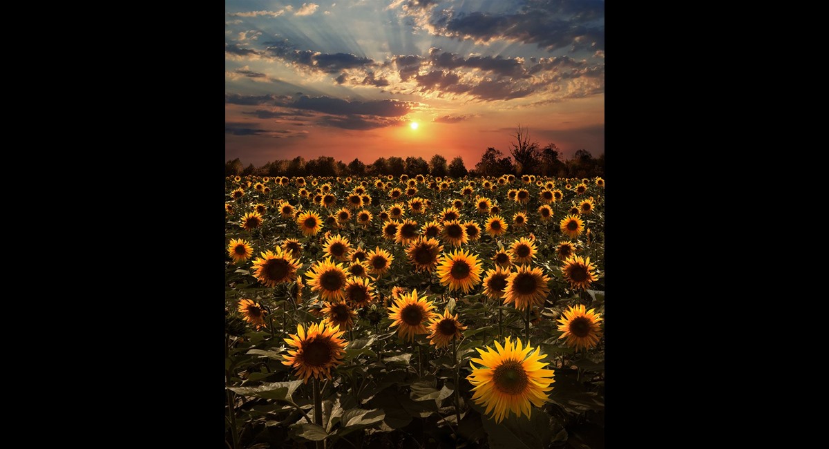 Sunflowers-at-Sunset (Copy)