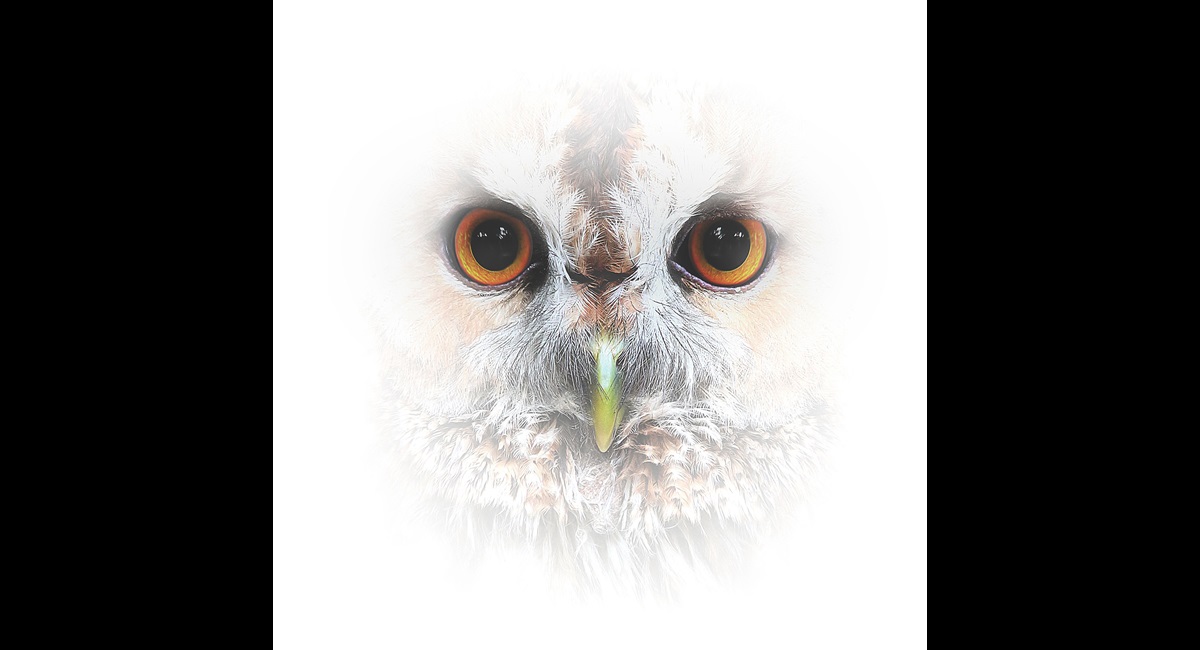 The Essence of Owl (Copy)