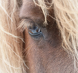 Brown Eyed Blond