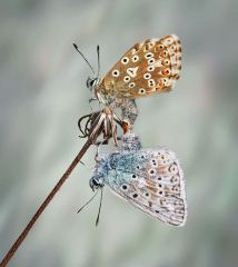 Common Blues Mating