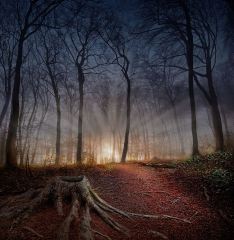 Dawn at Fox Covert