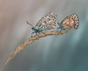 Male & Female Chalkhill Blues