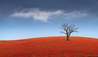 Dead Tree Poppies