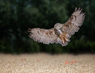 Flight