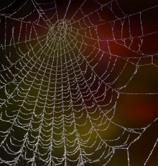 Peter-North_Frosted-Web