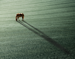 Grasing at Dawn