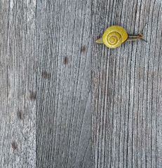 Snail Trail