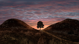 Sycamore Gap, Hadrians Wall