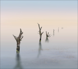 Tollesbury Trees