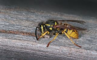Wasp Harvesting Wood Pulp