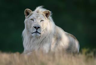 White Lion