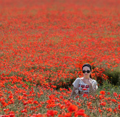 Standing in the Poppies Print