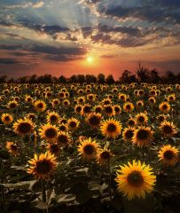 Sunflowers at Sunset