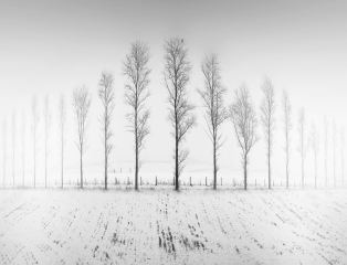 Tall Trees