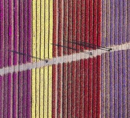 Tiptoe-Through-the-Tulips