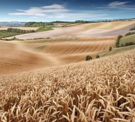 Waiting for the Harvest