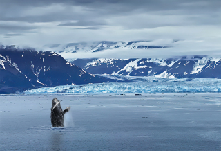 Whale Breach off Hubbard Glacie, Alaska