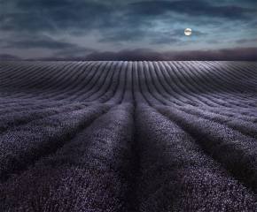 Peter North_Moonrise-Over-Lavender