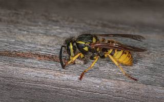Peter North_Wasp-Harvesting-Wood-Pulp