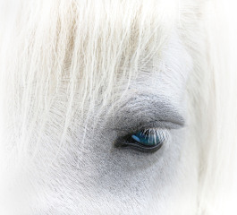 Shetland Beauty