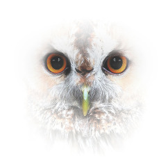 The Essence of Owl