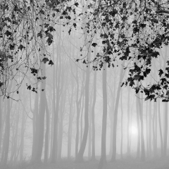 Autumn-Leaves