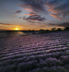 Peter-North_Waves-of-Lavender