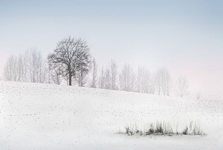 Copse in the Snow