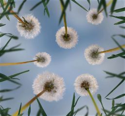 Dandelion Clouds
