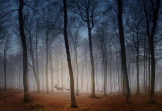 Peter North Deer in Dawn Mist (Commended, Your View 2020)