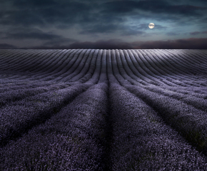 Peter North Moonrise Over Lavender (Commended, Your View LPOTY 2018)