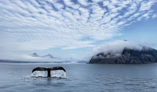 Whale Dive Kenai Fjords, Alaska