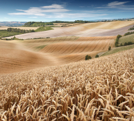 Before the Harvest. Commended, Your View 2022