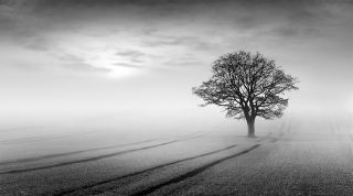 Dawn Mist