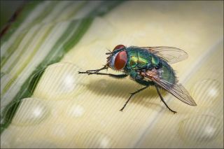 Fly Drinking from Raindrop