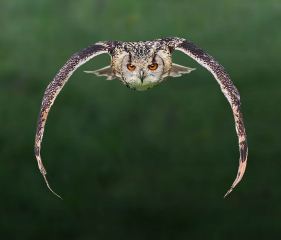 Line of Sight