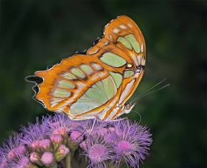 Malachite Butterfly