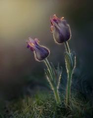 Pasque Flowers at Sunset