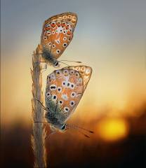 Peter North_Chalk-Hill-Blues-at-Sunset