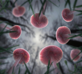 From-the-Forest-Floor