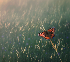 Tortoiseshell at Dawn